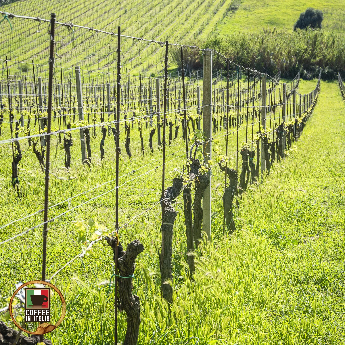 Coffee In Frascati - Wine Region